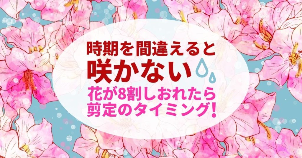 時期を間違えると咲かない　花が８割しおれたら剪定のタイミング