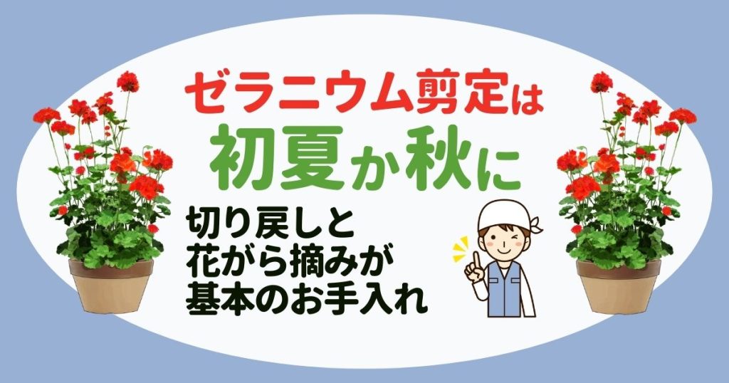 ゼラニウムの剪定は初夏か秋に