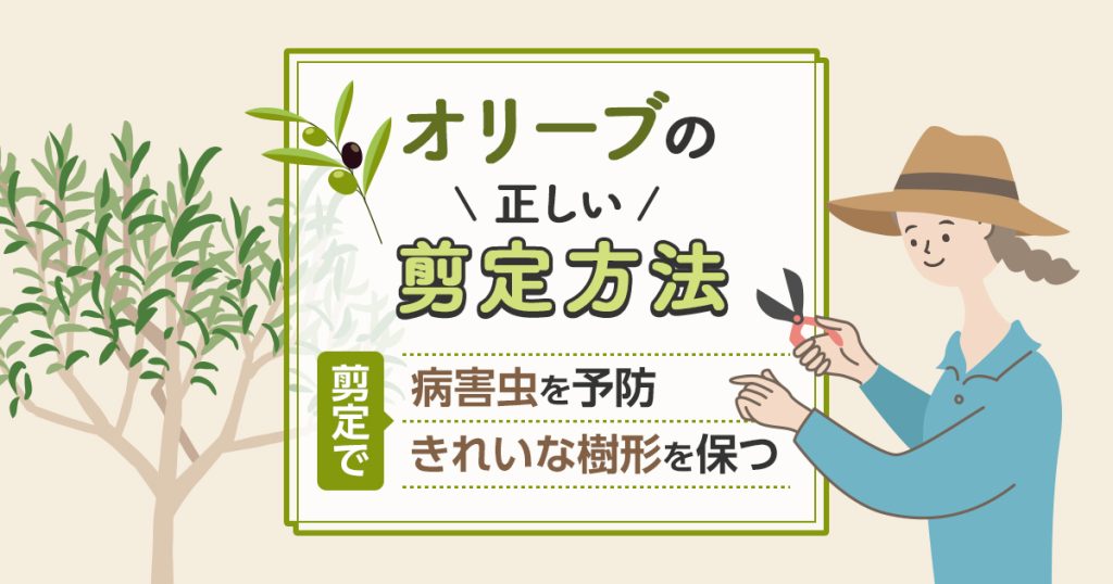 オリーブの正しい選定方法 剪定で病害虫を予防きれいな樹形を保つ