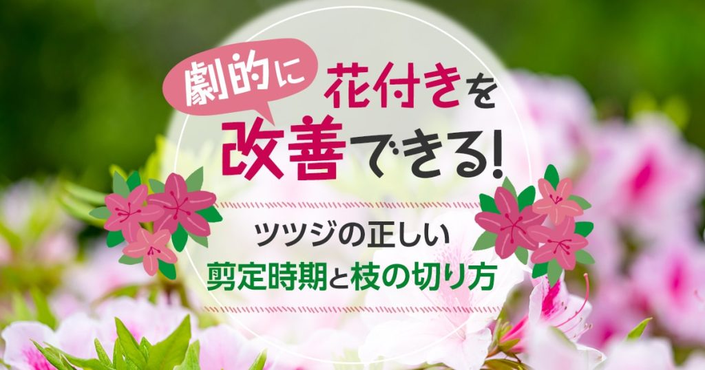 劇的に花付きを改善できる！ツツジの正しい剪定時期と枝の切り方