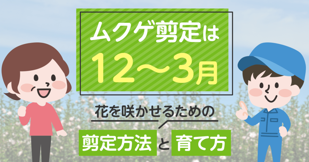 ムクゲの剪定方法と時期｜育て方・花が咲かない原因もお教えします！