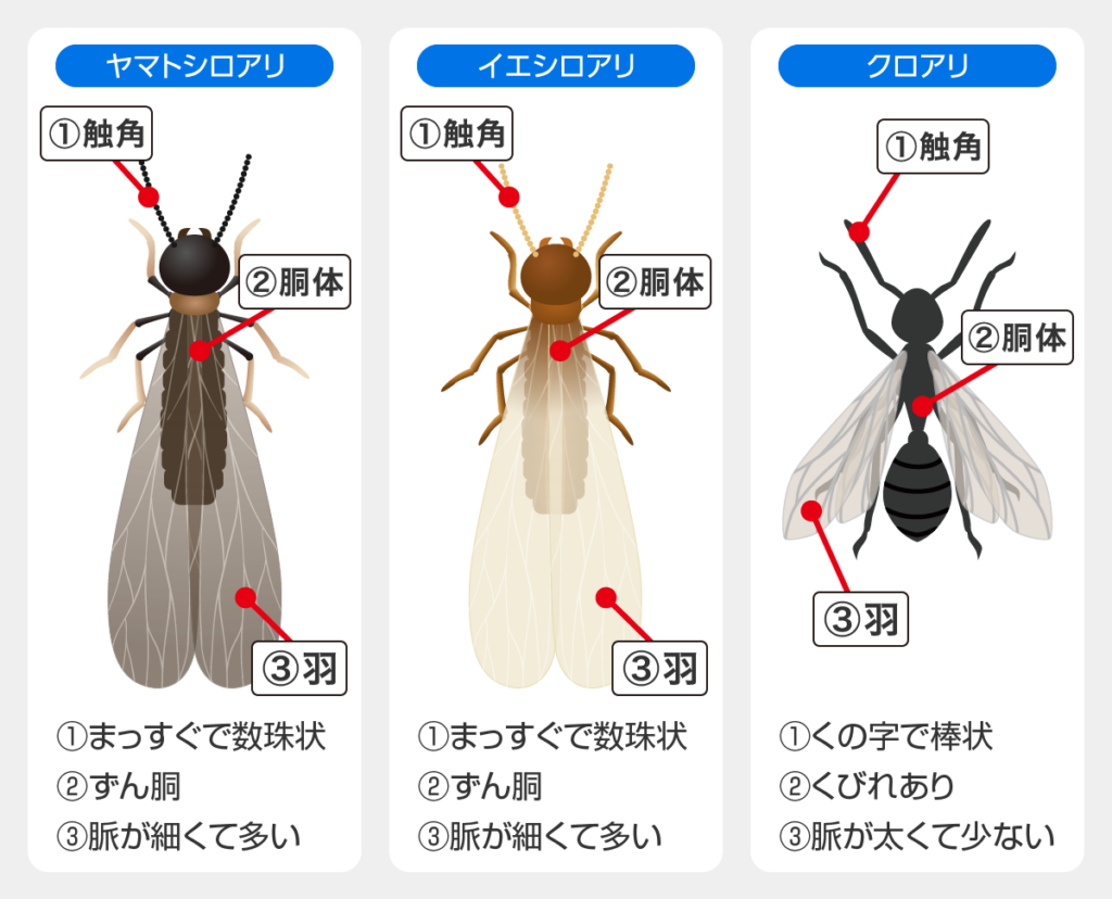 ヤマトシロアリ・イエシロアリ・クロアリの羽アリの比較